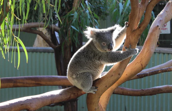 what koalas eat