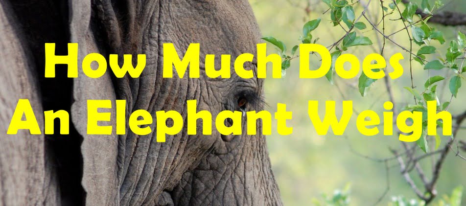 How Much Does An Elephant Weigh [Explained] | KeepTheTech